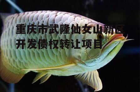 重庆市武隆仙女山新区开发债权转让项目